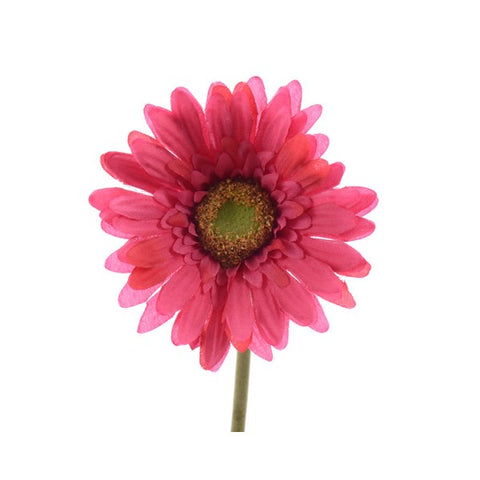 GERBERA ON STEM FUCHSIA